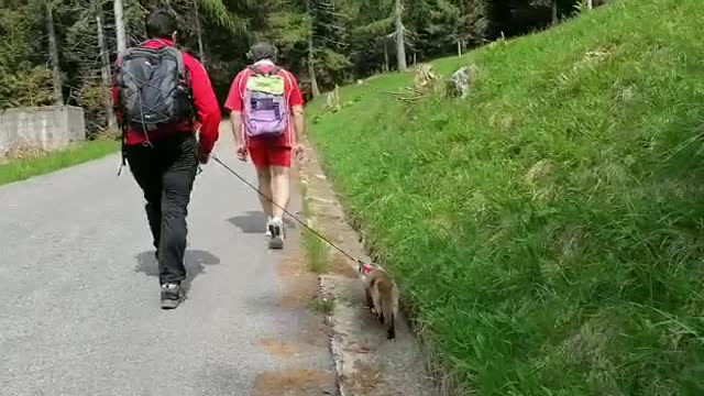 Cat adventure, summer adventure with family