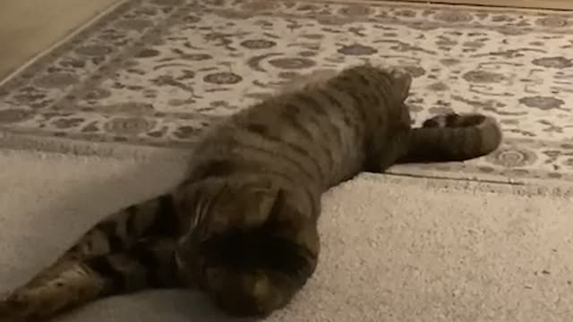 a cat rolling around