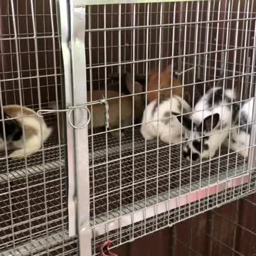 Rabbits and bunnies again