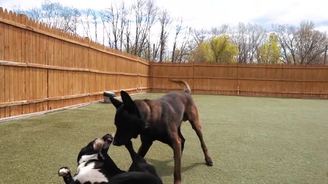 REACTIVE GERMAN SHEPHERD THROWN INTO A PACK OF DOGS! (CRAZY TURNOUT!)
