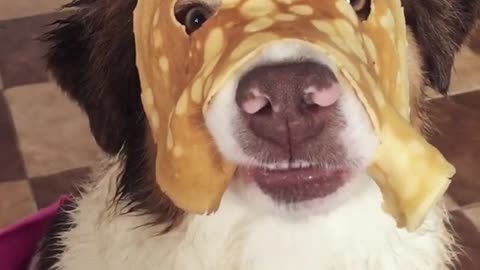 Australian Shepherd Wears a Pancake Mask