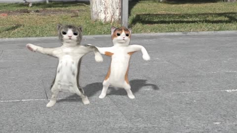 Excellent dance video of the cats