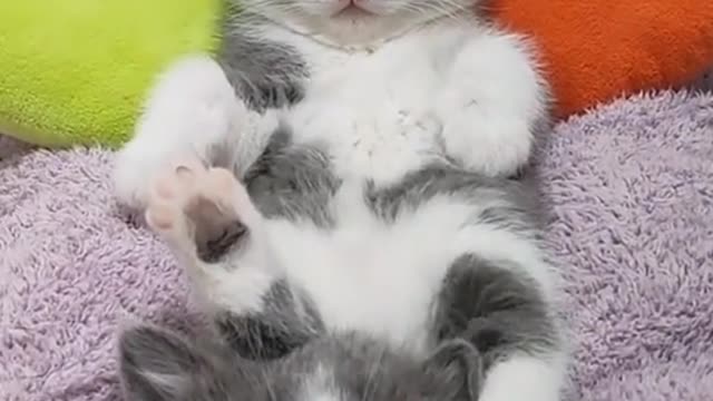 Wow big kitten