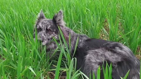 PERRO DOMÈSTIOCO MASCOTA