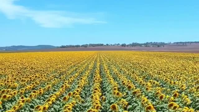 It’s my favourite time of year! 🌻 Between January and March the fields of