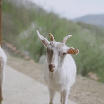 TRY NOT TO LAUGH 🤦🐐🙉🦢 Funniest Animals Scared People Reaction of 2022 Weekly