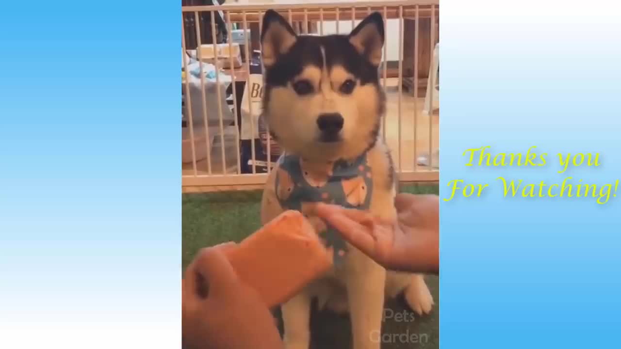 funny videos_dog