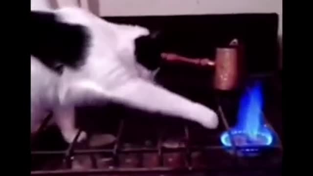 Funniest Cat Videos #2 #2021 #cats #funny #tiktok #2021 #shorts