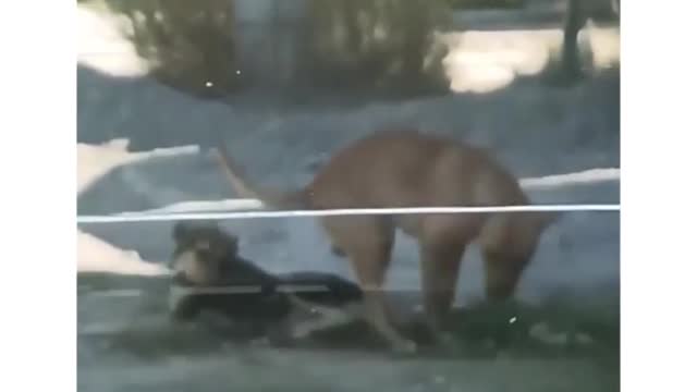 Dog