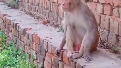 Monkey 🐒 Funny and cute video