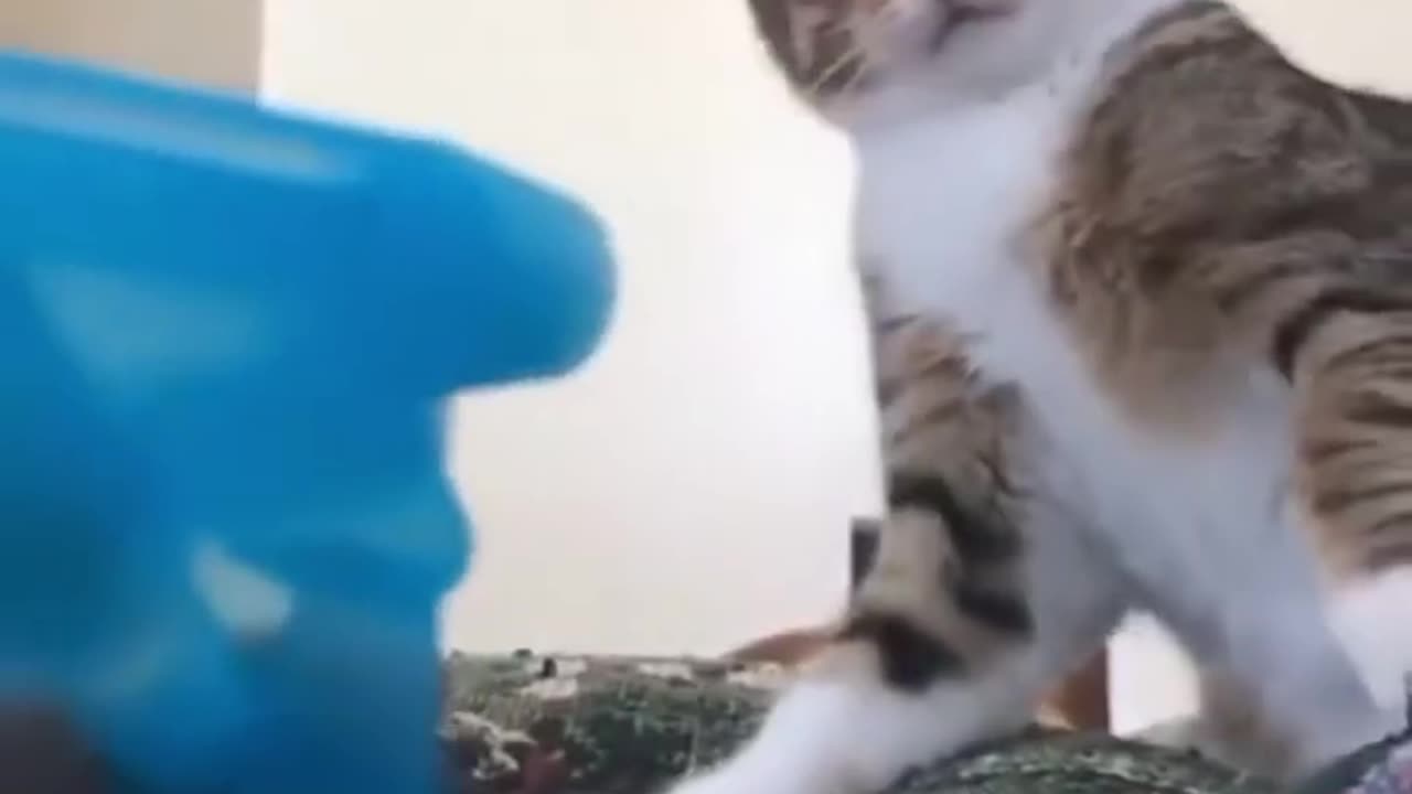 Cat compilation funny