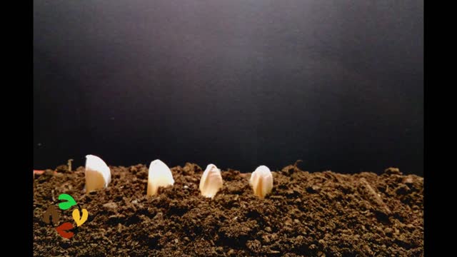 HOW TO PLANT GARLIC TIME LAPSE