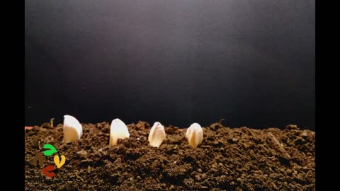 HOW TO PLANT GARLIC TIME LAPSE