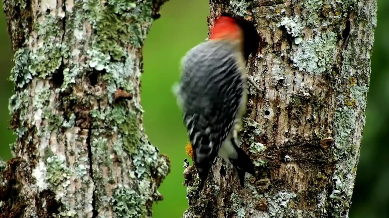 AMAZING BIRDS COMPILATION !!!