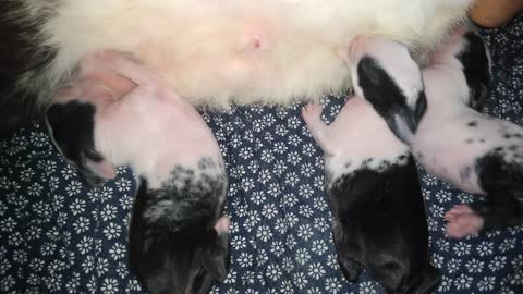 3 days old baby rabbit 🐰🐇🐰🐇🐰 milking