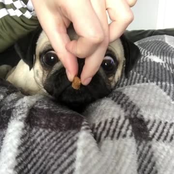 Sleeping pug instantly wakes up to smell of treat