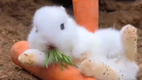 Cute rabbit relax on the eating