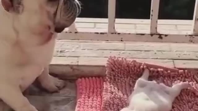 Funny and Cute Baby Dogs Playing Swing