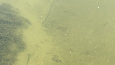 Minnows of the Humber River 24