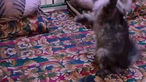 Cat fight