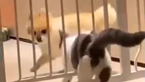 Funny Cats Video