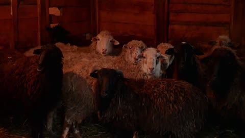 Goat farm. Goat family looking outside of the barn