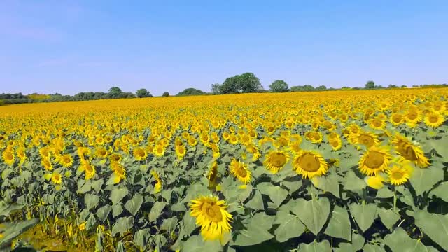 The sea of sunflowers is so pretty