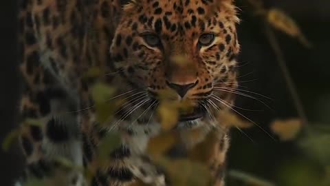 Tiger video very nice