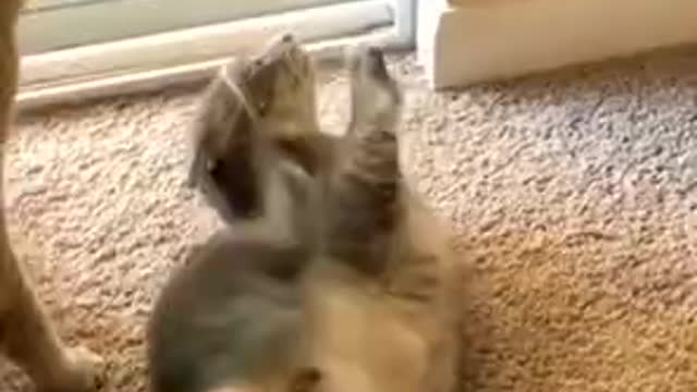 Defeated and shocked