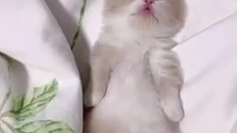 Cat 🐱 video cute cat