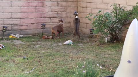 Throwing My Dogs A Pool Party