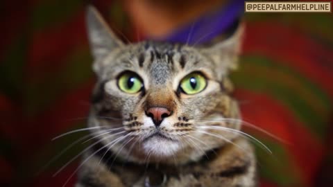 Cat training videos