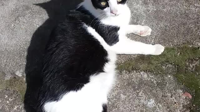 Gatinha Dalila fazendo manha