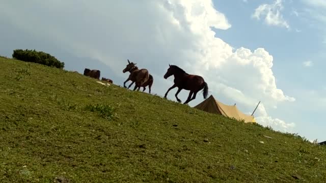 THE MOST BEAUTIFUL HORSES IN THE WORLD