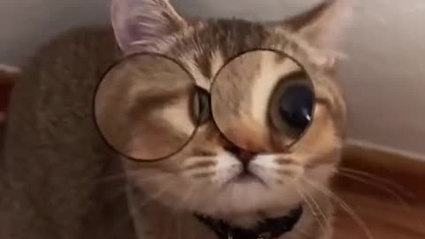 Hello My Name is Zuzie ( New Trend Cats Version) - Funny Animals Compilation TikTok