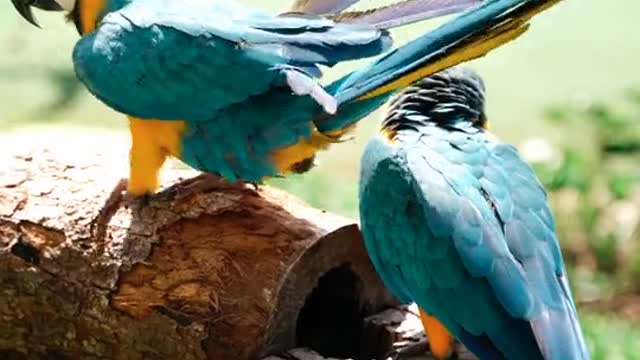 The Parrots on the Log