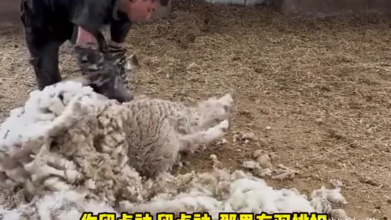 Animal World Funny English Voiceover Is shearing wool really as silky as they say