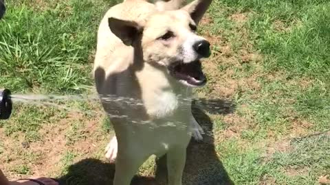 Brown dog drinking water sprayed on it