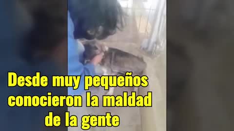 Reacciones de perros maltratados al ser acariciados por primera vez