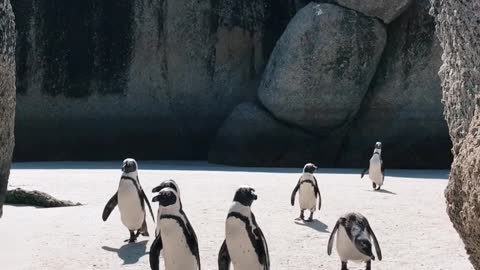 The penguins are lost and are looking for their home