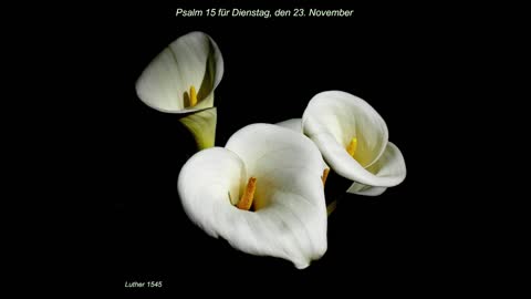 Psalm 15 für Dienstag, den 23. November