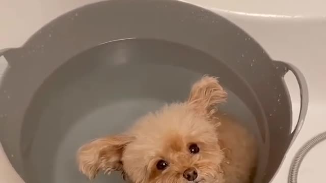 He loves bathing | Cute small dog loves bathing 😍😍