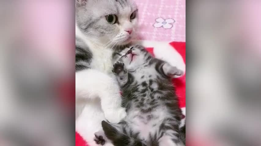 Cute and Funny Cat Video Compilation Aghudahe