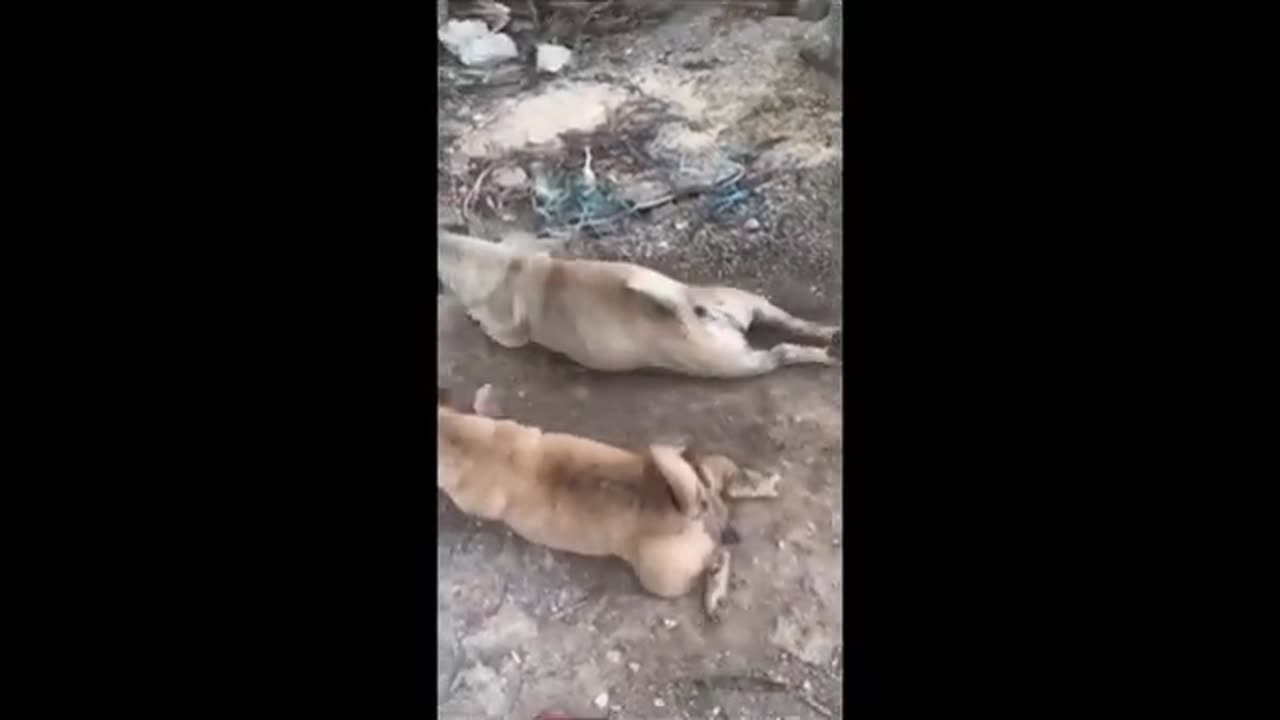 Funny animals 😆😆😆😂😂😂🤪🤪🤪🤪 video of 2024-part4