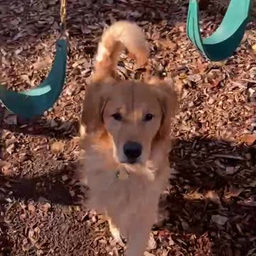 Impatient dog wants his ball