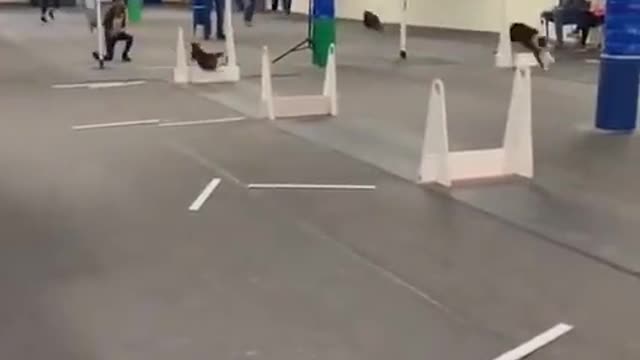 Dogs taking turn doing their run