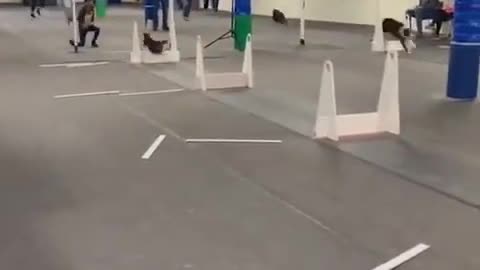 Dogs taking turn doing their run