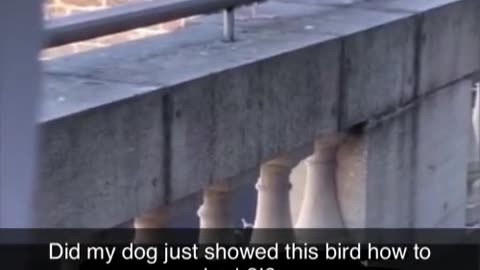 Talking seagull 🤣
