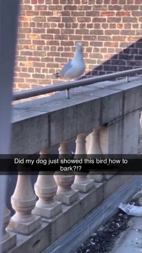 Talking seagull 🤣