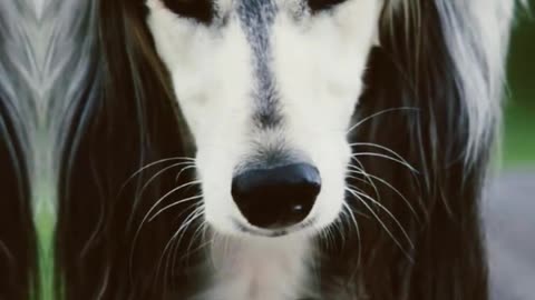 #TOP10#MOST BUTIFUL #Dogs# BREEDS in the world